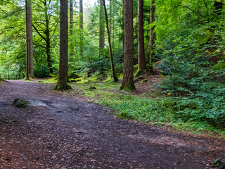 Woodland Walk