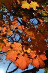 Fall Leaves