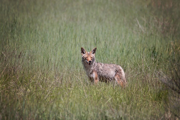 Fototapeta premium female coyote looking across a field