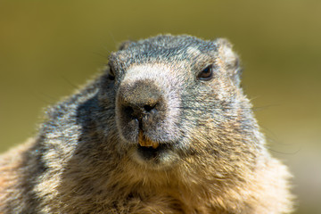 Marmotte