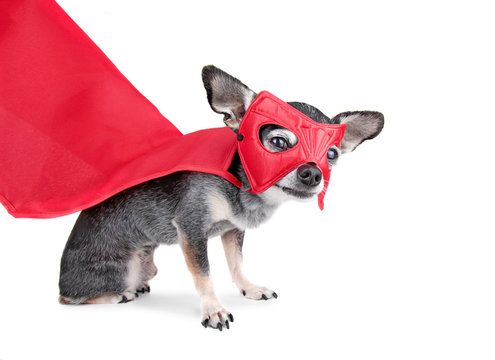 Cute Chihuahua With A Cape And Super Hero Mask On