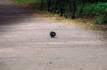 Pigeon on ground in the park alley