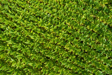 Aerial view of  Tobacco farmland.