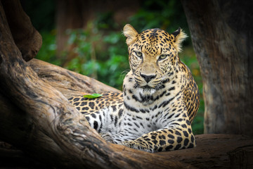 Behavior of leopard.
