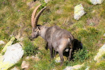 Bouquetin
