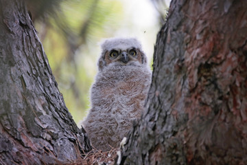 great horned owlet in a nest
