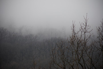 Landscape with beautiful fog in forest on hill or Trail through a mysterious winter forest with autumn leaves on the ground. Road through a winter forest. Magical atmosphere. Azerbaijan