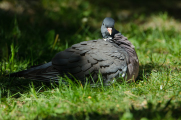 Columba palumbus