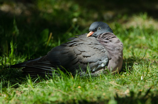 Columba palumbus