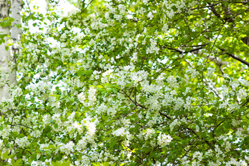 Fototapeta na wymiar Apple tree with flowers