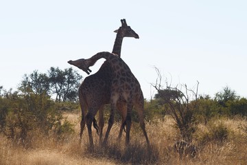 Naklejka na ściany i meble Giraffe South Africa