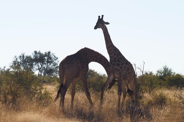 Giraffe South Africa