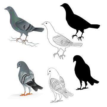 Pigeons Carriers  domestic breeds sports birds natural and outline and silhouette vintage  set set three vector  animals illustration for design editable hand draw