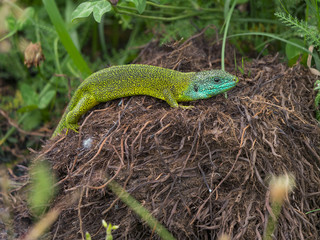 Lézard vert en promenade