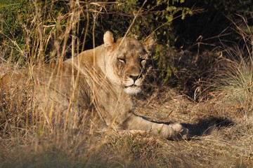 South African Lions