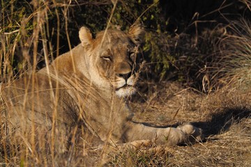 South African Lions