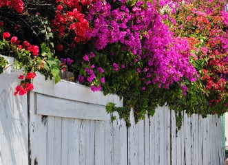 Fototapeta na wymiar Flowers Bursting over Wooden Fence1222-112014