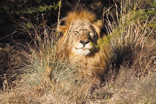 South African male lion
