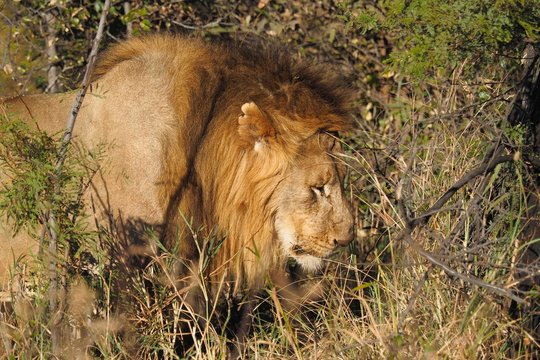 South African male lion