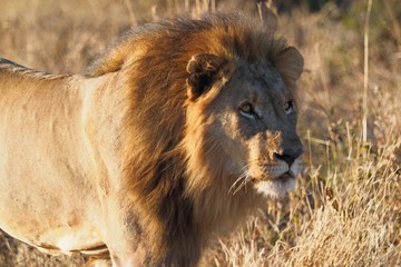 Plakat South African male lion
