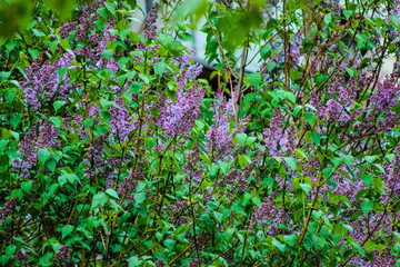 Blooming lilac Bush