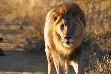 Obraz na płótnie Canvas South African male lion