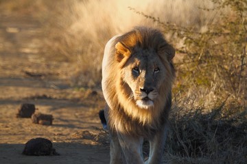 South African male lion