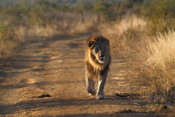 Obraz na płótnie Canvas South African Lion