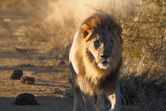 South African male lion