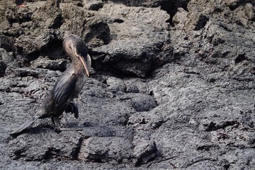 Obraz premium Galapagos Flightless Cormorant Phalacrocorax harrisi