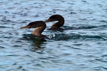 Galapagos Flightless Cormorant Phalacrocorax harrisi