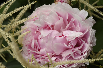 Obraz premium rosa Pfingstrose