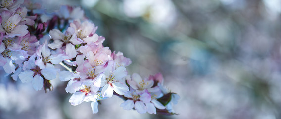 Floral spring gentle background, blooming cherry sakura branches in blue and pink tones. Space for text