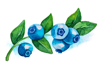 Watercolor blueberry fruit