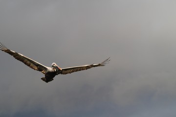 Galapagos Brown Pelican Pelecanus occidentalis