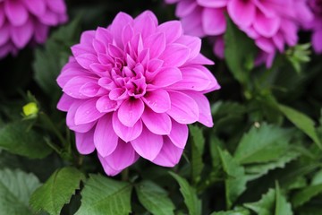 Clear deep pink colorful Dahlia