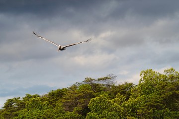 Galapagos Brown Pelican Pelecanus occidentalis