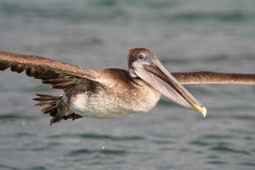 Galapagos Brown Pelican Pelecanus occidentalis