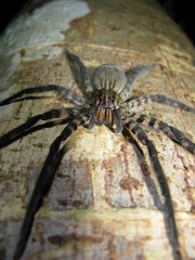 Spider