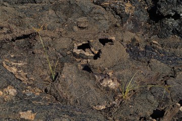Galapagos Lava