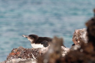 Fototapeta premium Galapagos Penguin