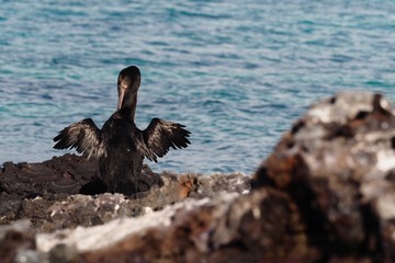 Flightless Cormorant 