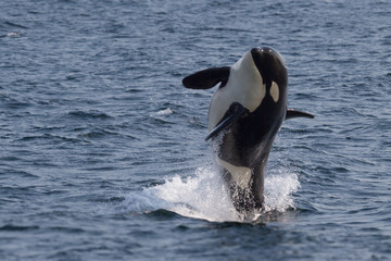 Orca breaching