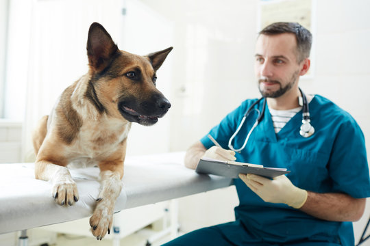 Sick dog on medical table and young veterinarian in uniform making medical prescriptions