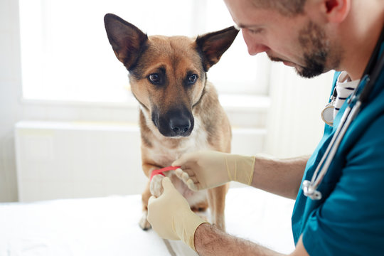 Veterinary clinician taking care of dog paw while binding it with bandage