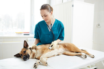 Sick shepherd dog lying on medical table while young vet examining it with stethoscope