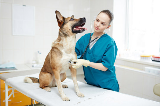 Young clinician in uniform examining shepherd dog with stethoscope in vet hospital