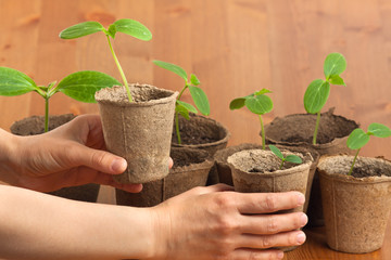 hands with seedlings of cucumber