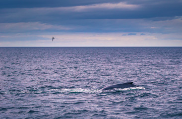 Fototapeta premium Husavik - May 07, 2018: Humpback whale in a whale-watching tour in Husavik, Iceland
