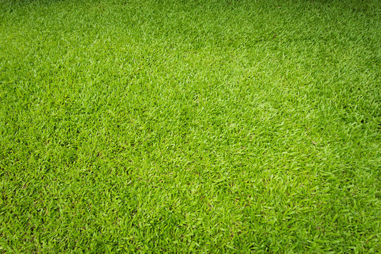 Green sward texture for natural background